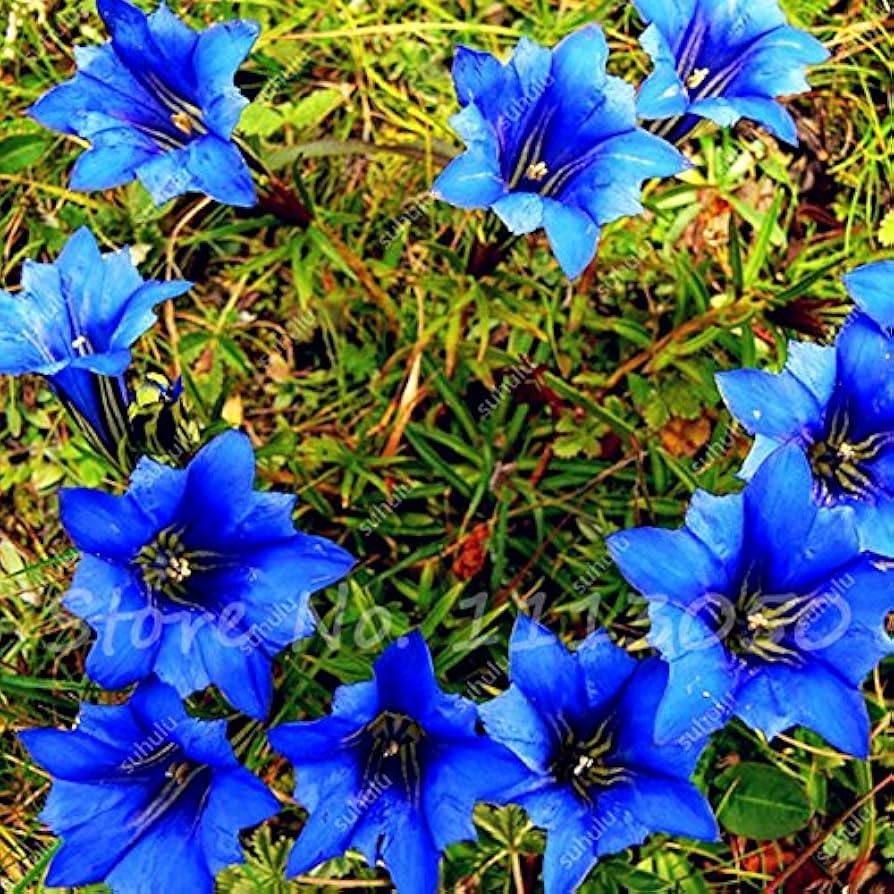 Blue High Quality Bonsai Plants Largeleaf Gentian Perennial Flower Diy Home Garden Flower Seeds