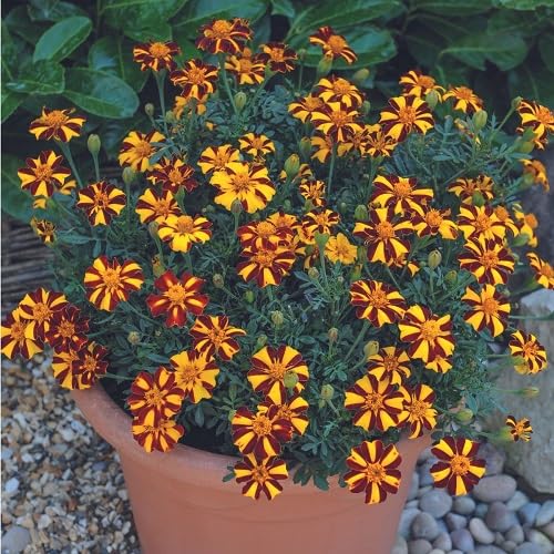 Mix Marigold Flower Seeds
