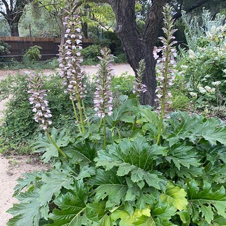 White Acanthus mollis Flower Seeds