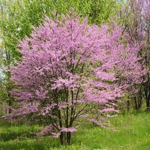 Pink Cercis Canadensis Flower Seeds