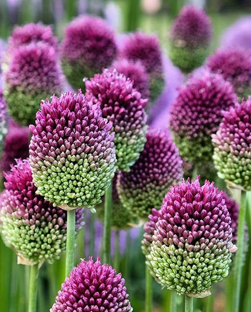 Allium Sphaerocephalon Hardy Shrubflower Bulbs Garden Flower Seeds