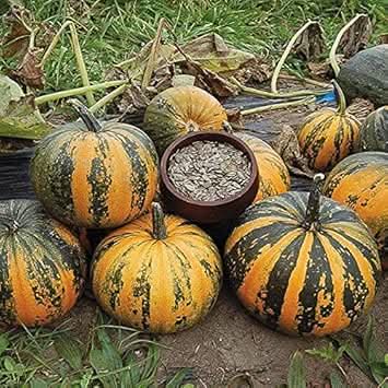 Kakai Hull Less Pumpkin Fruit Ideal Gardens For Fruit Seeds