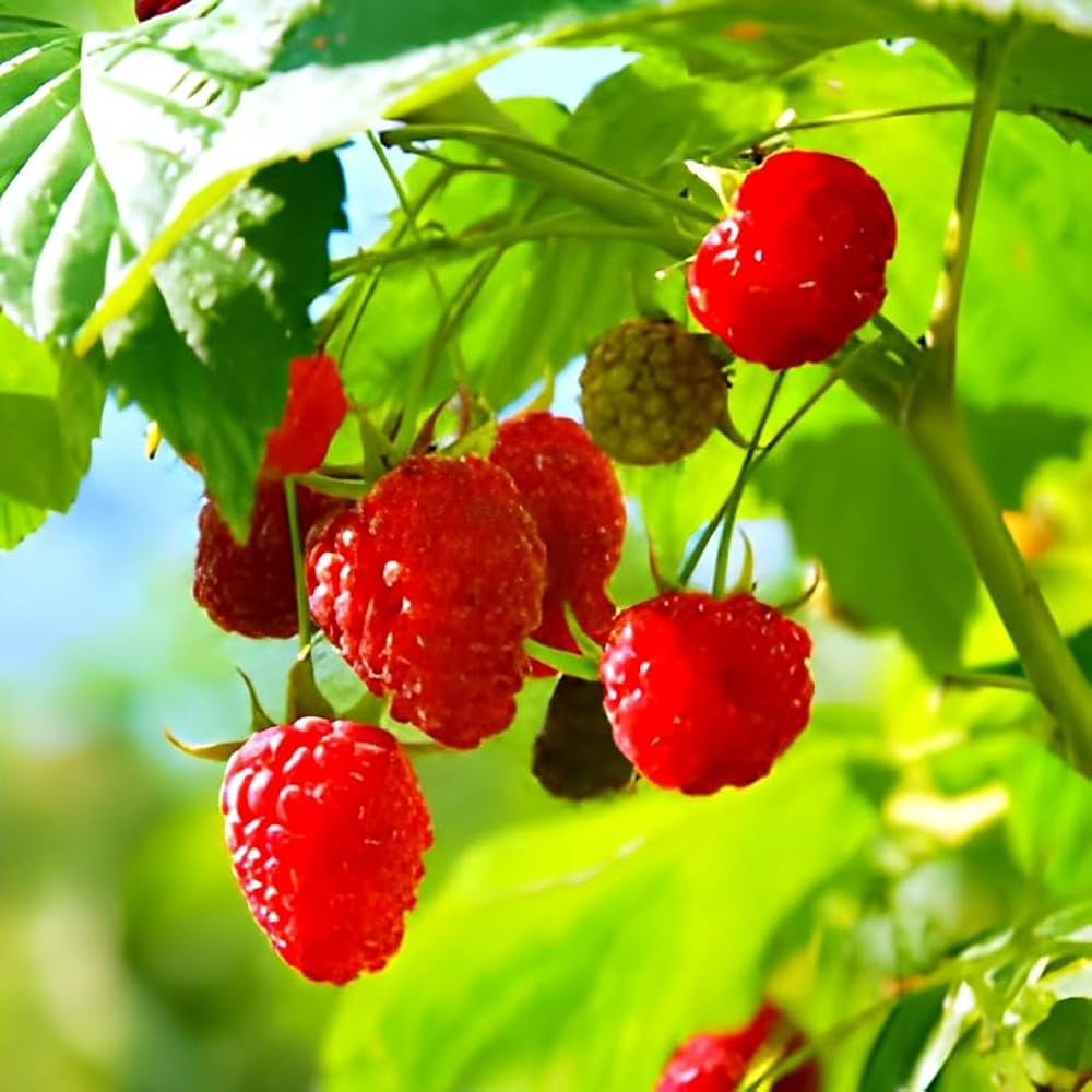 Raspberry Rubus Idaeus Vegetable Patches