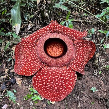 Red Rafflesia Flower Seeds