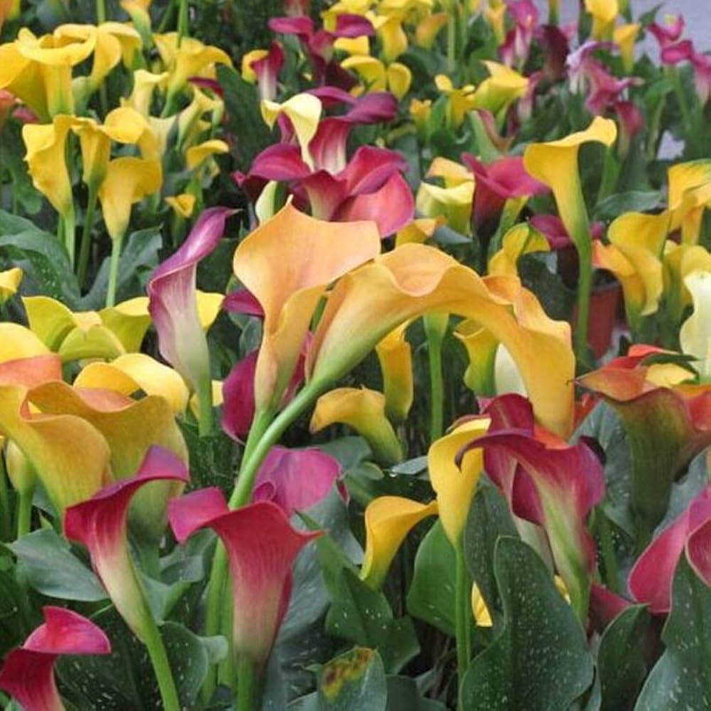 Calla Lily Bulbs Zantedeschia Flower Bulbs