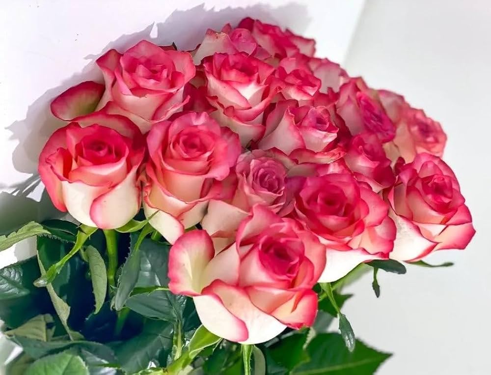 Pink Holland Double Rose Rosa Hybrida