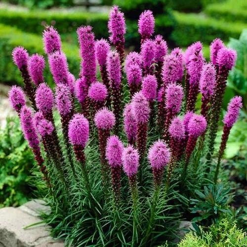 Lavender Liatris Flower Seeds