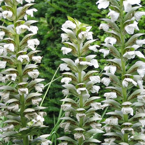 White Acanthus Flower Seeds