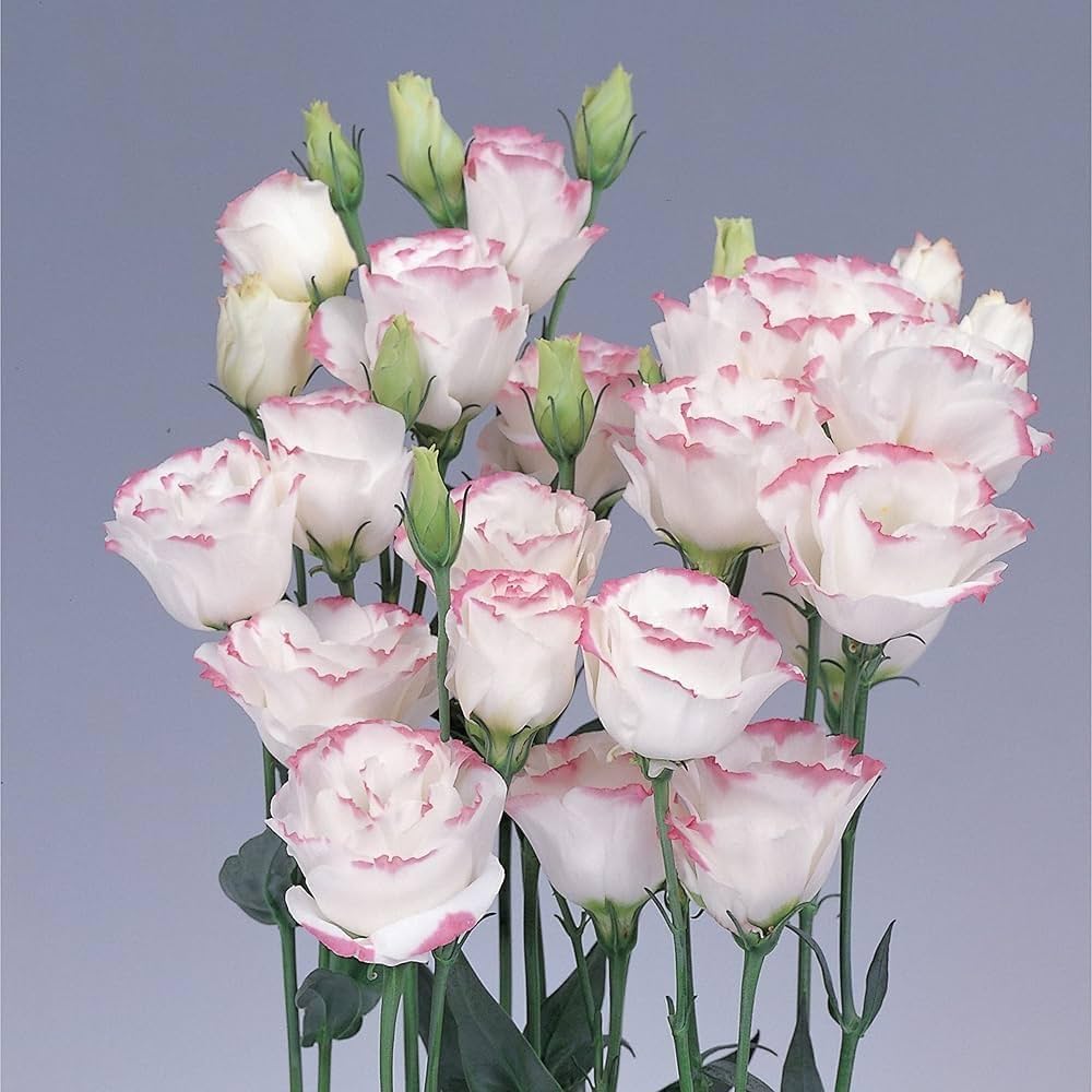 Pink White Lisianthus Flower Seeds - Heirloom Non-GMO High Germination Flower Seeds for Planting