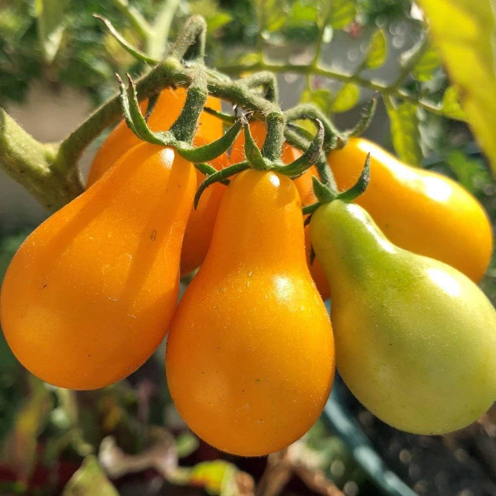 bio yellow pear tomato vegetable patch Fruit
