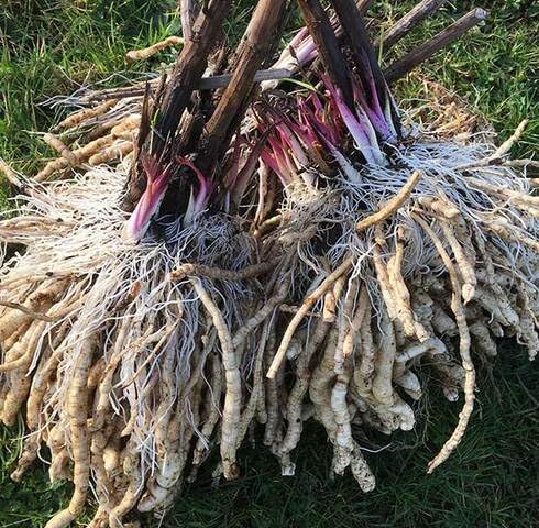 White Skirret Ve Getable Seeds vegetable seeds - Heirloom, Organic, Non Gmo Garden Seeds for kitchen garden planting