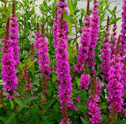 pink lythrum salicaria flower