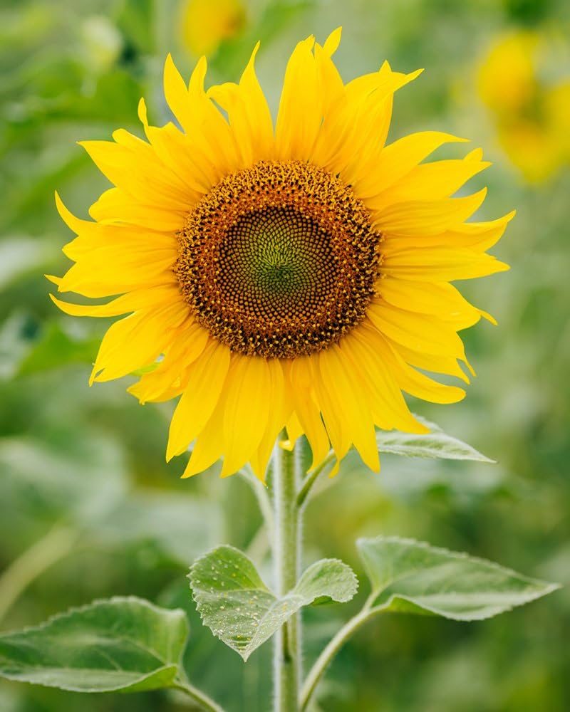 Kong Giant Sunflower Helianthus Annuus