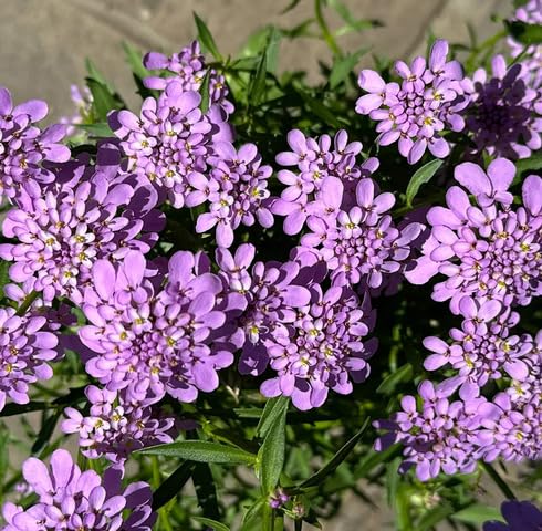 Purple Iberis Amara Flower Seeds
