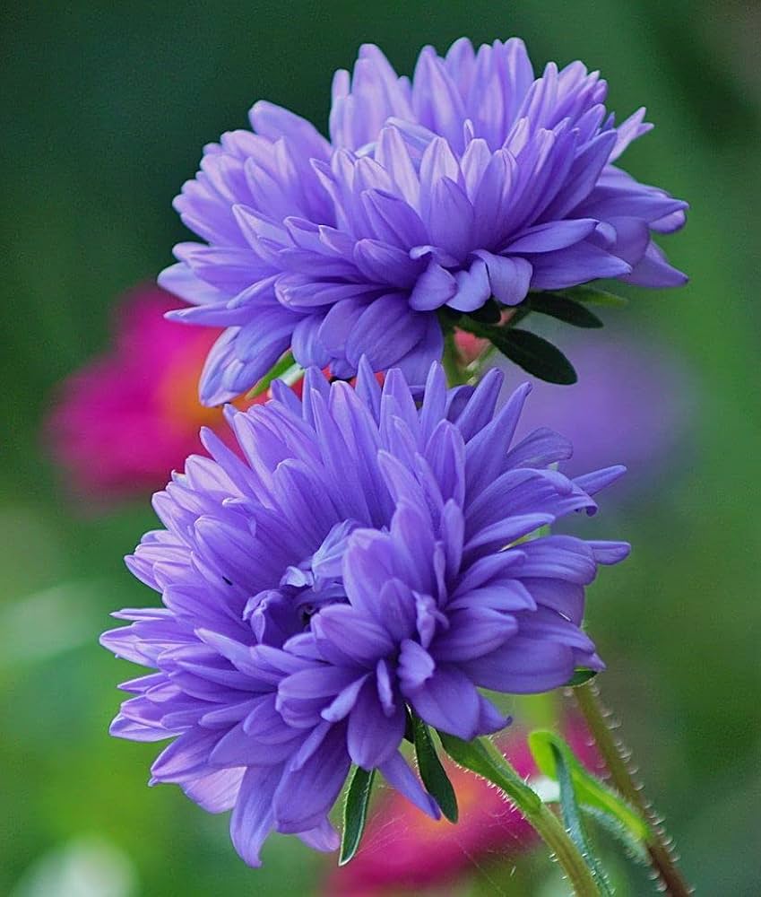 Aster Firet Bonsai Flower Plan Chrysanthemum Plant Perennial Flowers