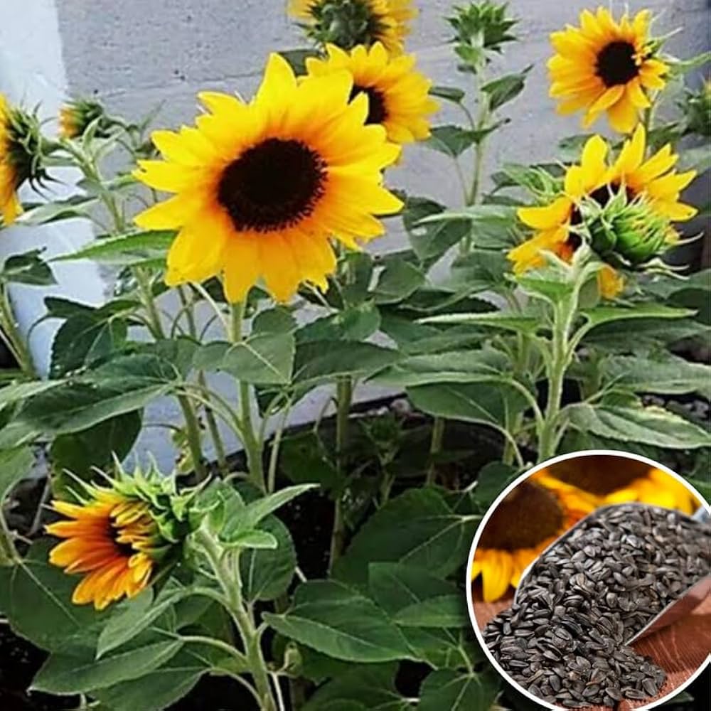 Sunflower