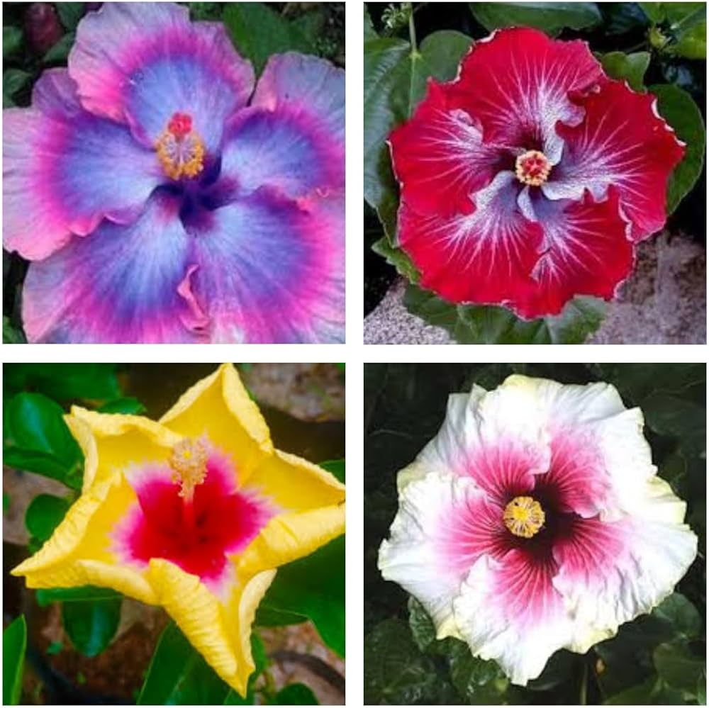 Mixed Hibiscus Flower Seeds – Easy Grow Blossoms for Pots and Backyard Spaces
