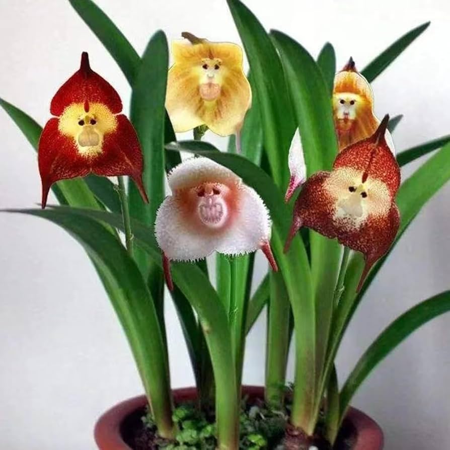 Dracula Simia Flower