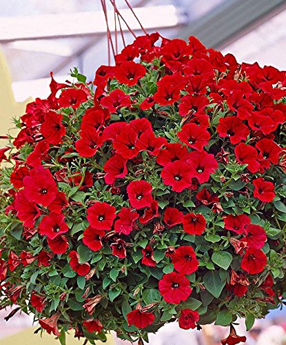 Red Heirloom Garden Petunia Hybrida Annual Flower Vibrant Long Lasting Blooms Flower Seeds