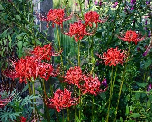 red higanbana flowers seeds