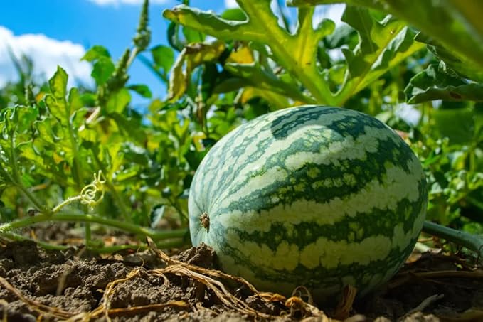 klondike striped blue ribbon watermelon for unique