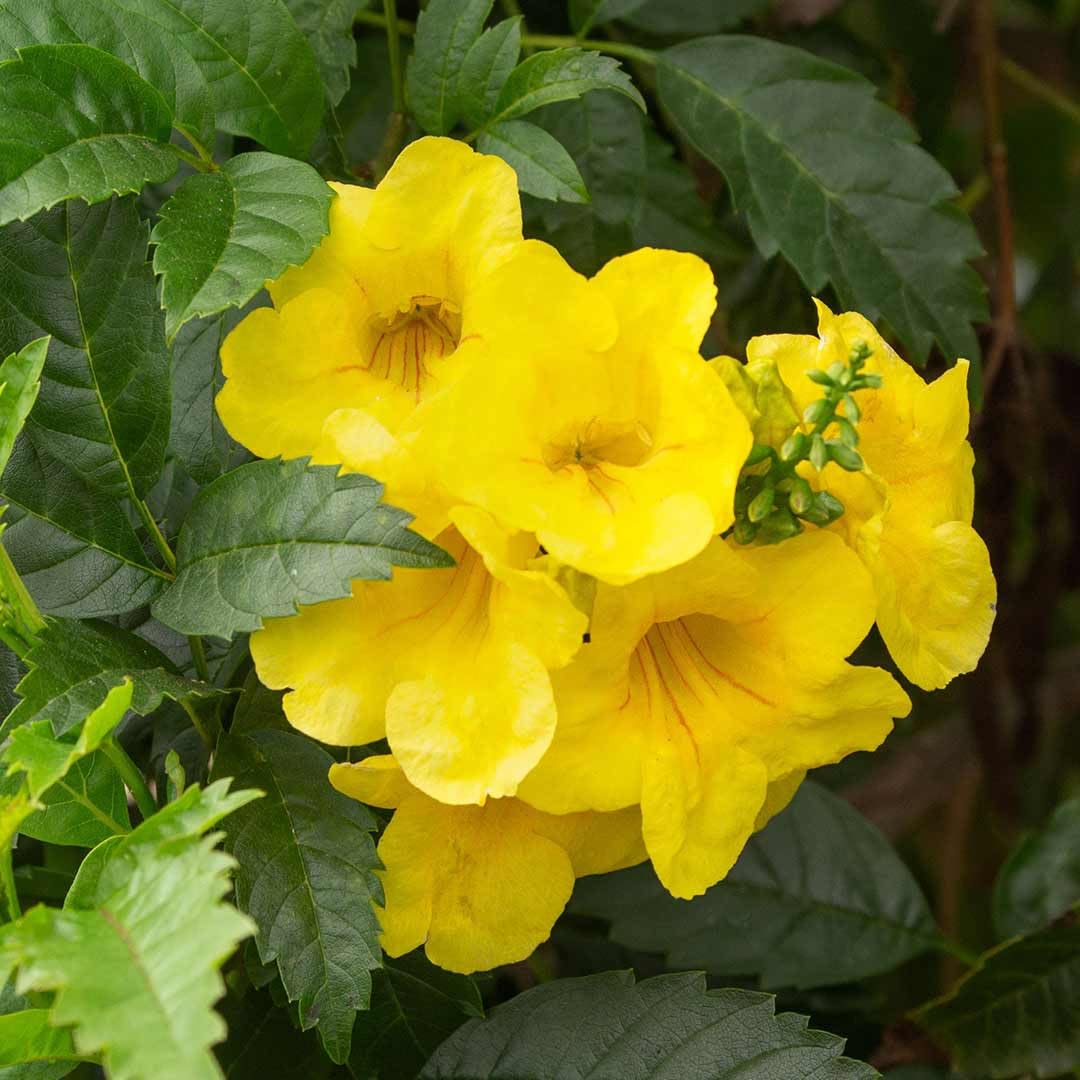 Yellow Tecoma Flower Seeds