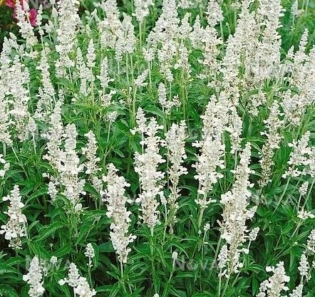White Victory Salvia Flower Seeds