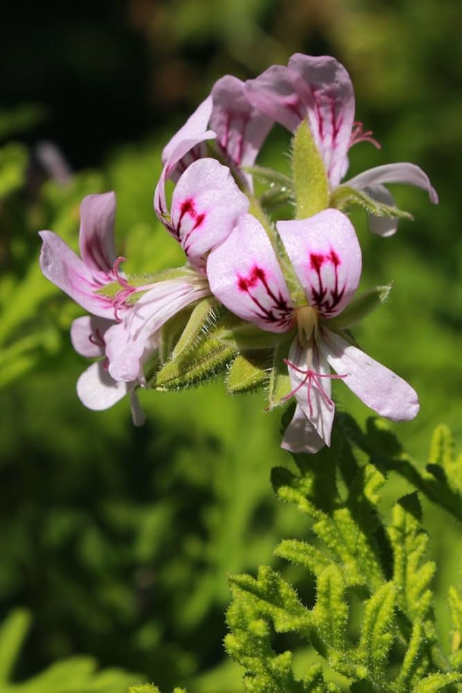 Rose Scented Geranium