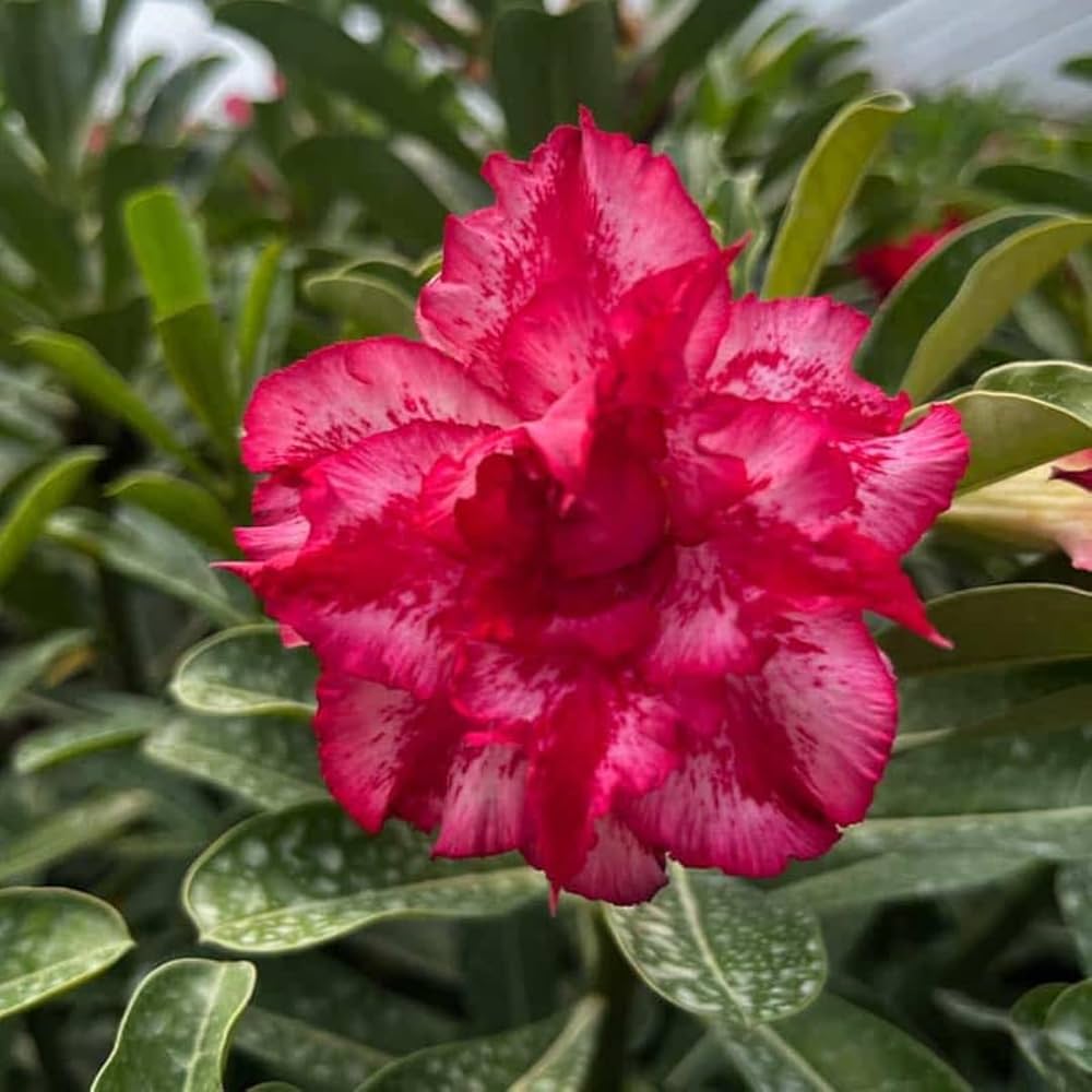 Red Xmas Santa Single Desert Rose