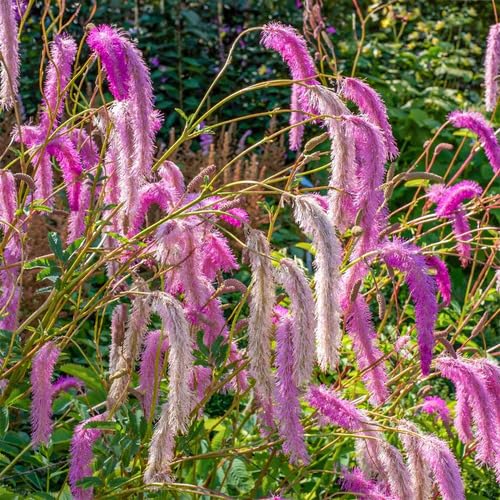 Pink Organic Sanguisorba Flower Seeds