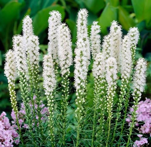 White Liatris spicata Flower Seeds