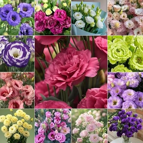 mixed eustoma flower seeds