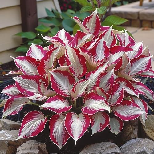 Mixed Hosta Flower Seeds