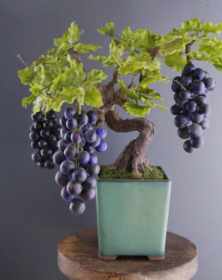 Black Grape Bonsai A Stunning Fruit Seeds