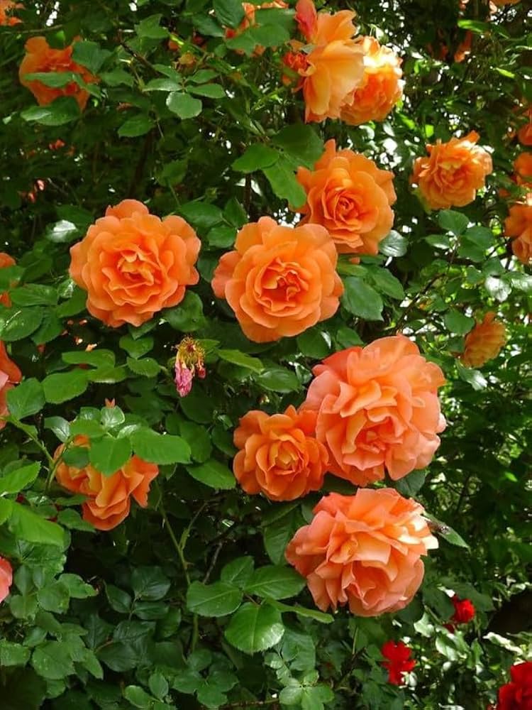 Mix Color Climbing Rose Courtyard Plants Flower Seeds