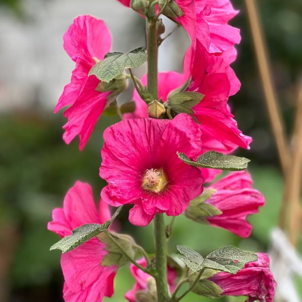 Pink Hollyhock Flower for Planting Heirloom Non-GMO High Germination Organic Garden Flower Seeds - Heirloom Non GMO