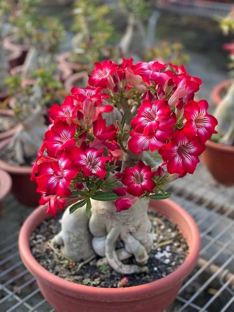 Oriental Cherry Sakura Indoor Bonsai