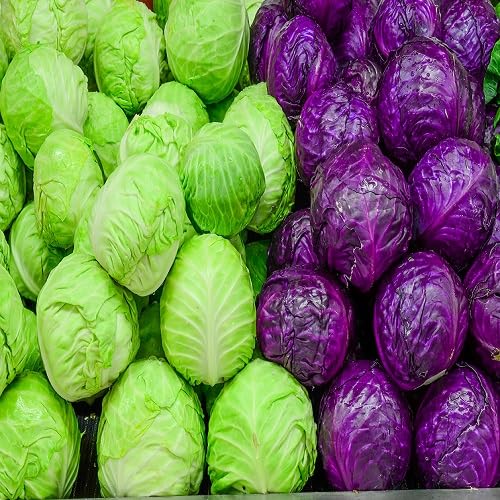 Mixed Cabbage vegetable seeds for Home Gardening, Organic Raised Bed Garden Favorite for kitchen garden planting