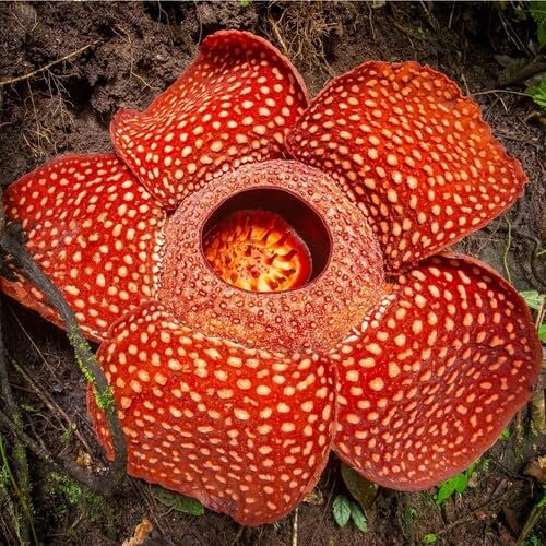 Orange Rafflesia Flower Seeds