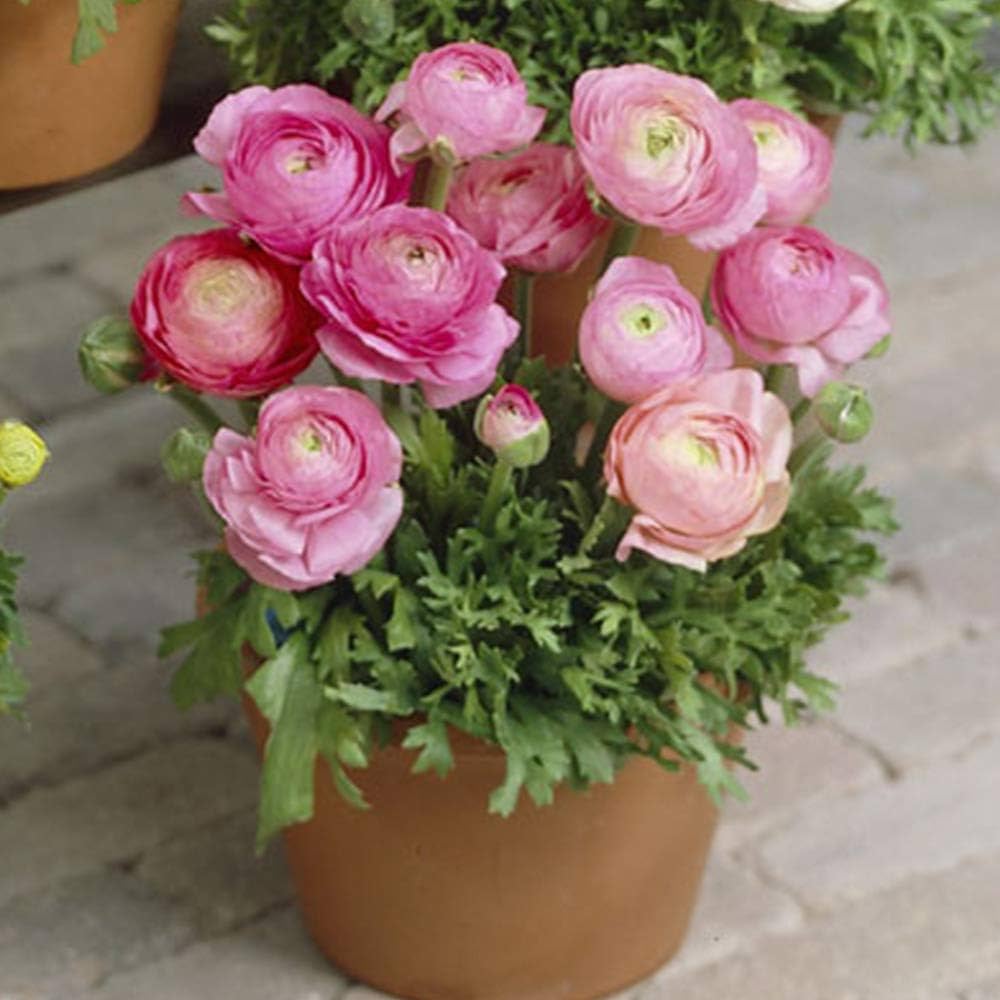 ranunculus asiaticus in garden flower bed Fruit