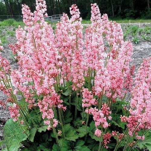 Heuchera Flower Seeds