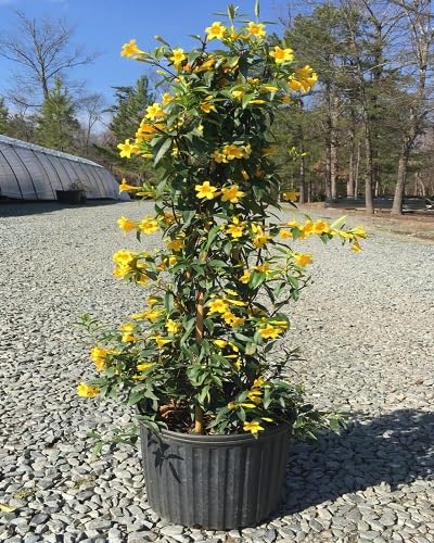 Yellow Gelsemium Sempervirens Flowers Seeds