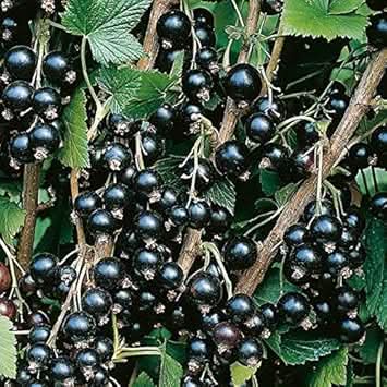 Blackcurrant Fruit Cultivating Tart Vitamin Rich Berries Fruit Seeds