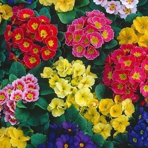 Mixed Abutilon Flowers Seeds