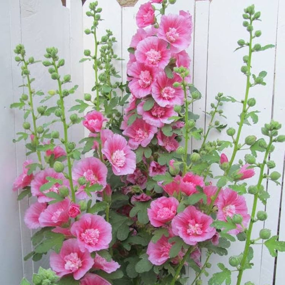 Pink Hollyhock Alcea Rosea Vibrant Garden Blooms Flower Seeds