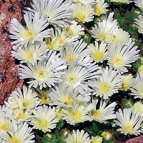 White Mesembryanthemum Flower Seeds