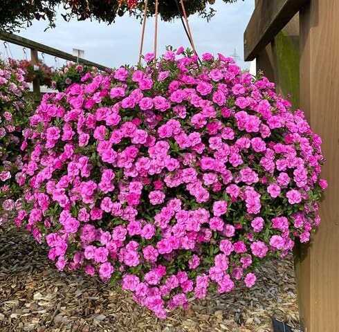 pink calibrachoa flower seeds