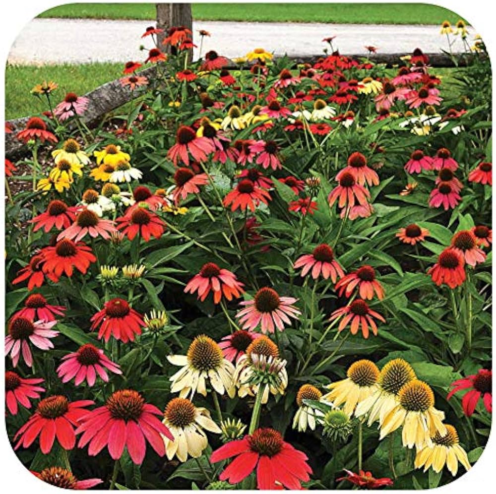 Hardy Perennial Echinacea Cheyenne Spirit Mixed Cutting Flowers And Landscaping Flower Seeds