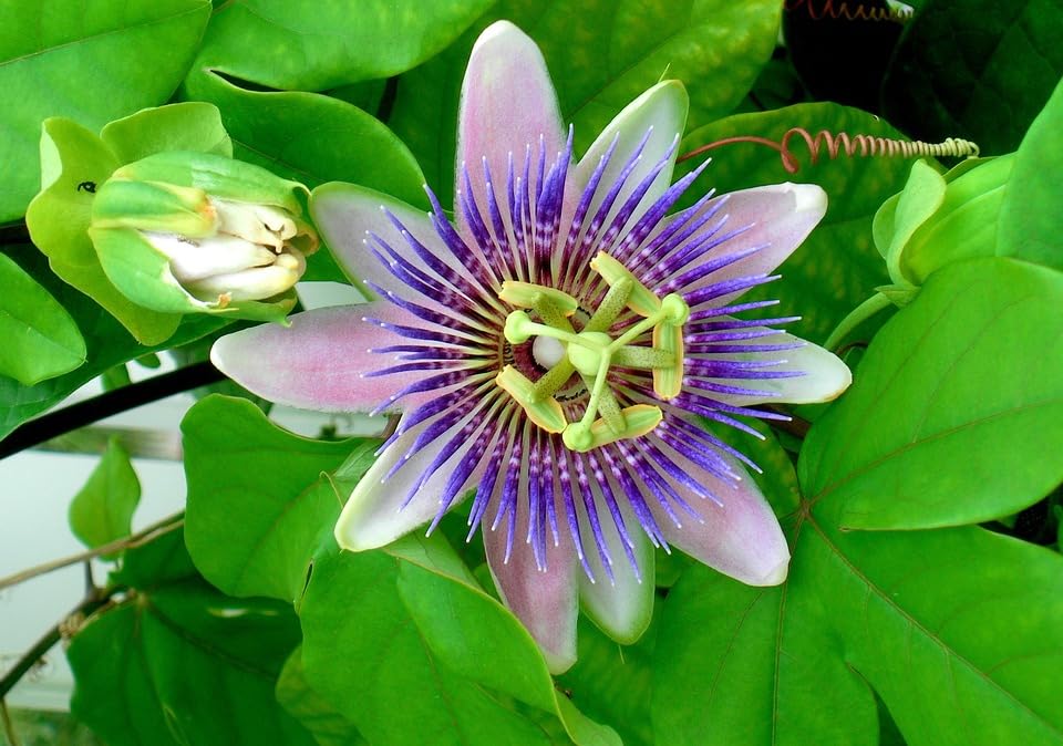 passion flower seeds mixed