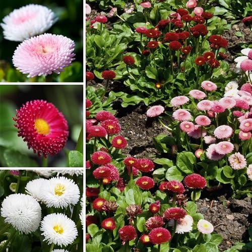 Mixed Daisy Pomponette Flower Seeds